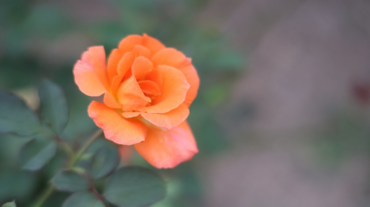 群馬県前橋市の敷島公園のバラ園