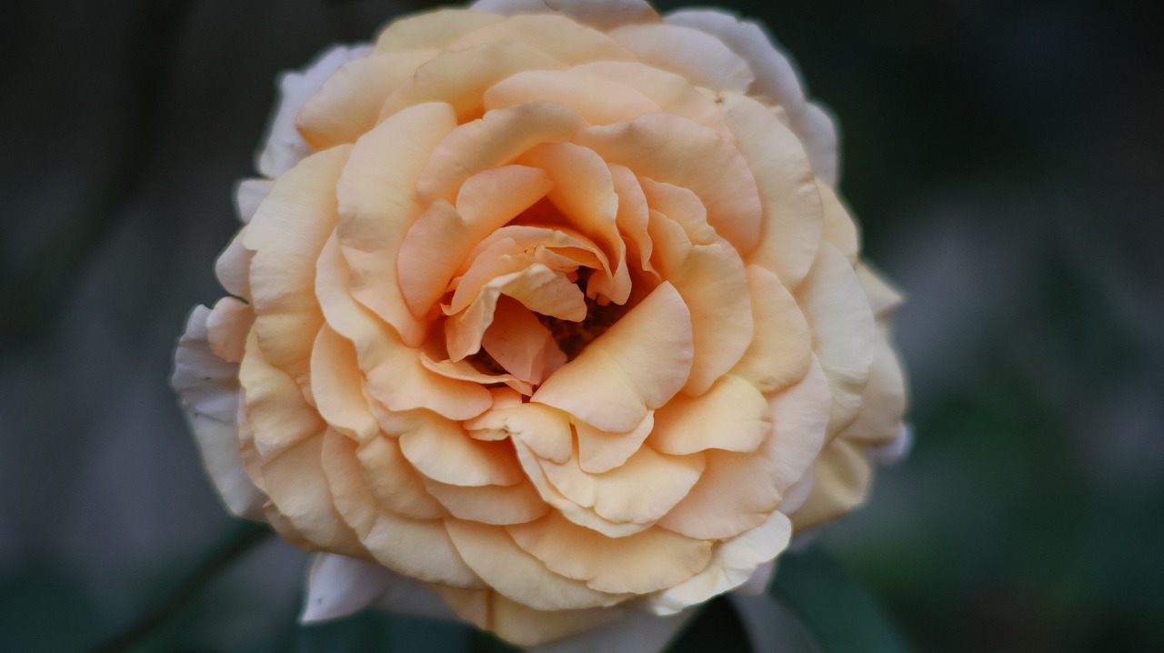 群馬県前橋市の敷島公園のバラ園