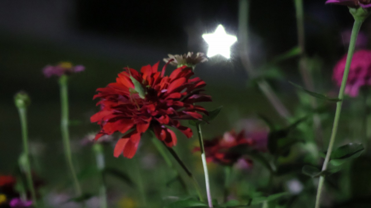 群馬県太田市の太田市運動公園の風鈴