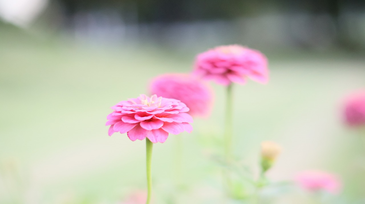群馬県太田市の太田市運動公園の風鈴