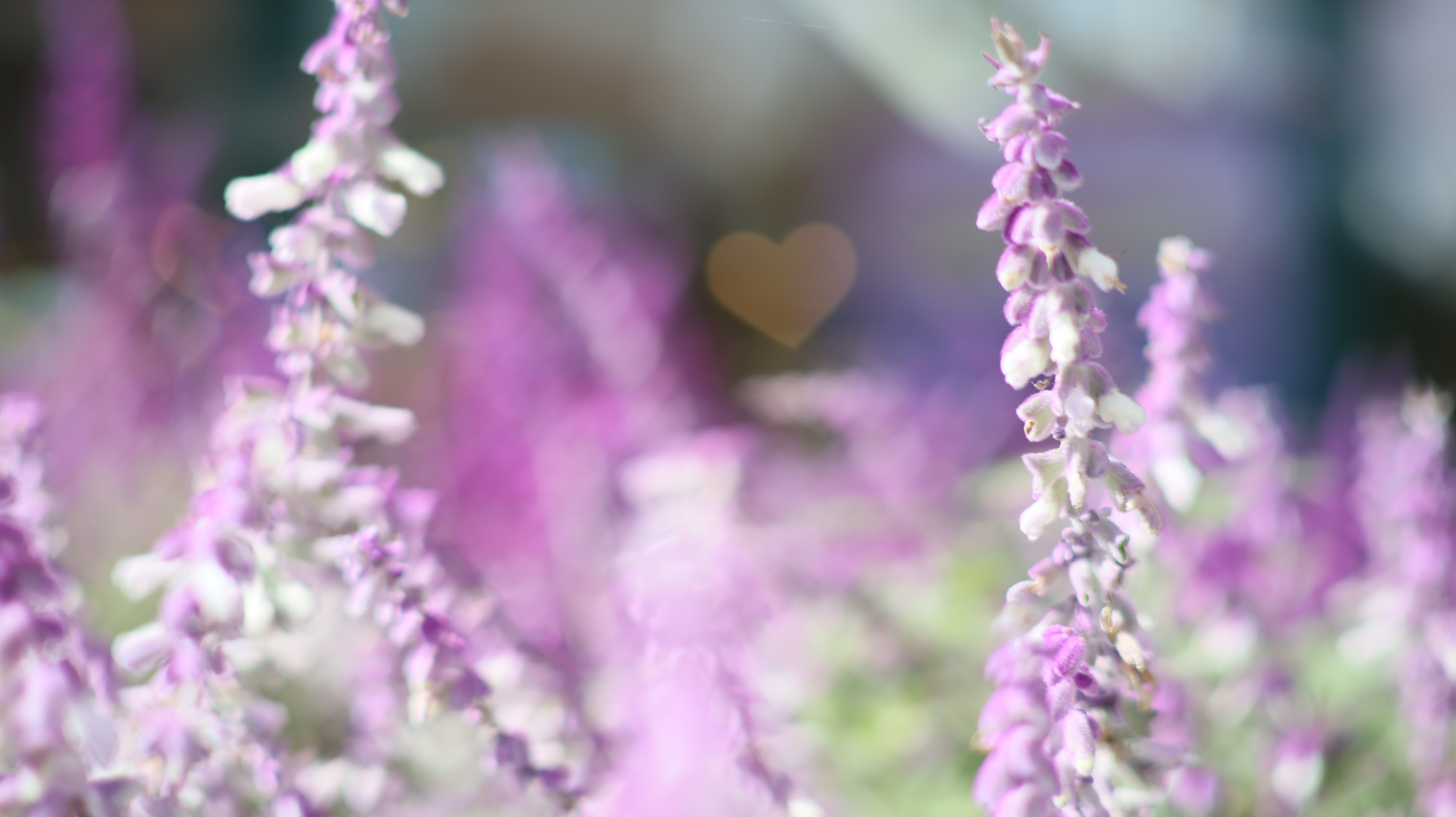 栃木県足利市のあしかがフラワーパークの花々
