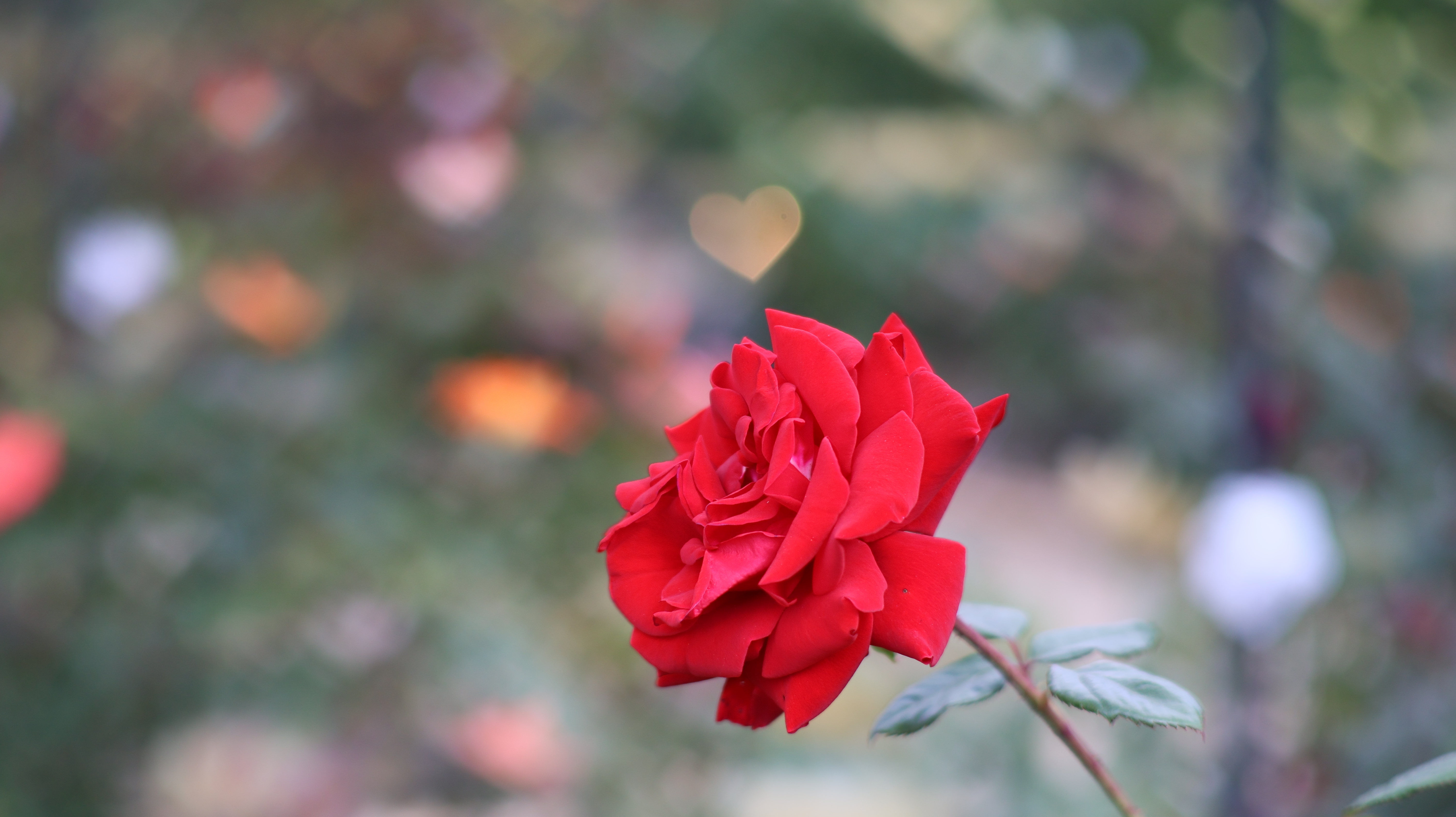 栃木県足利市のあしかがフラワーパークの花々