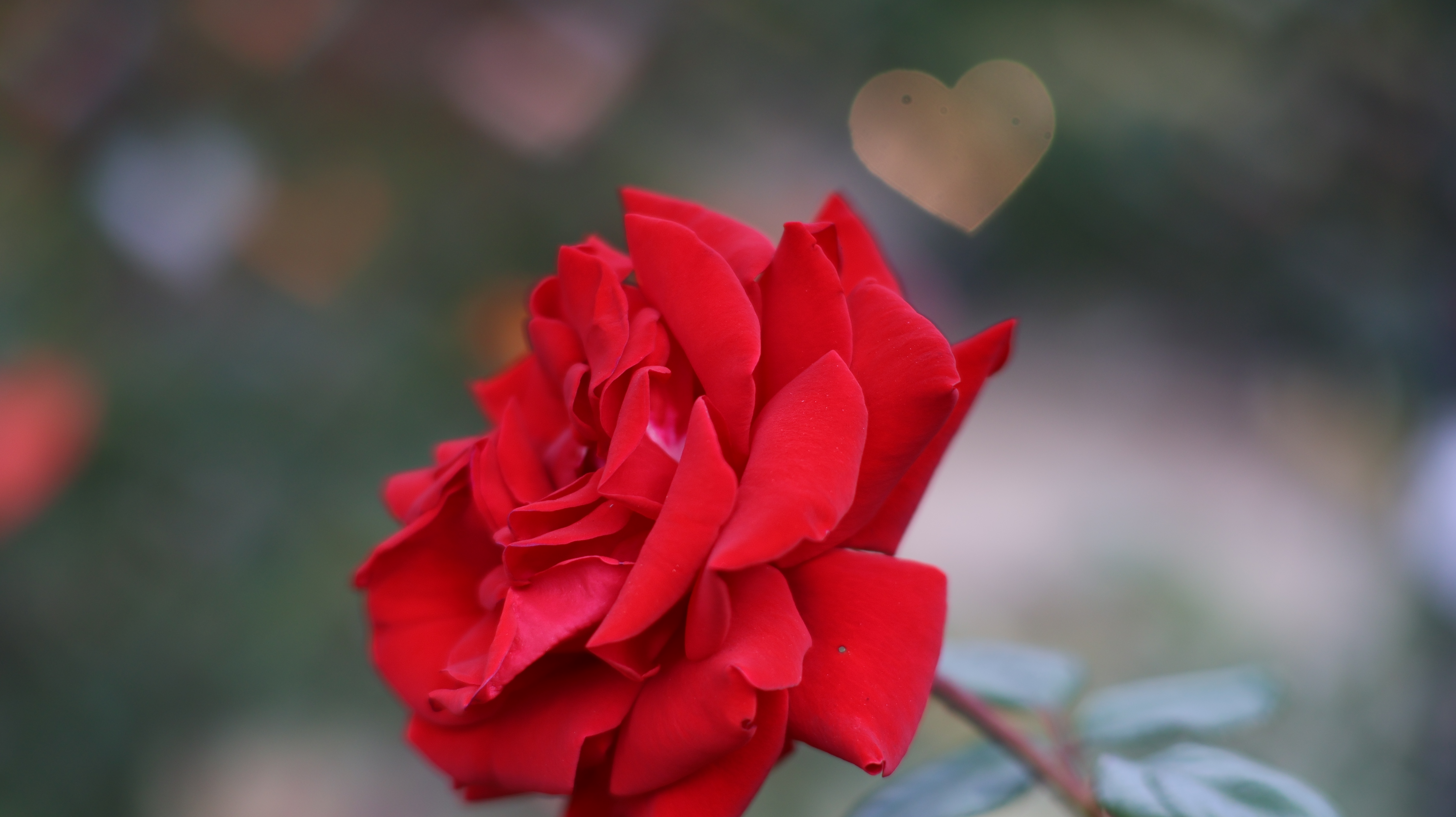 栃木県足利市のあしかがフラワーパークの花々