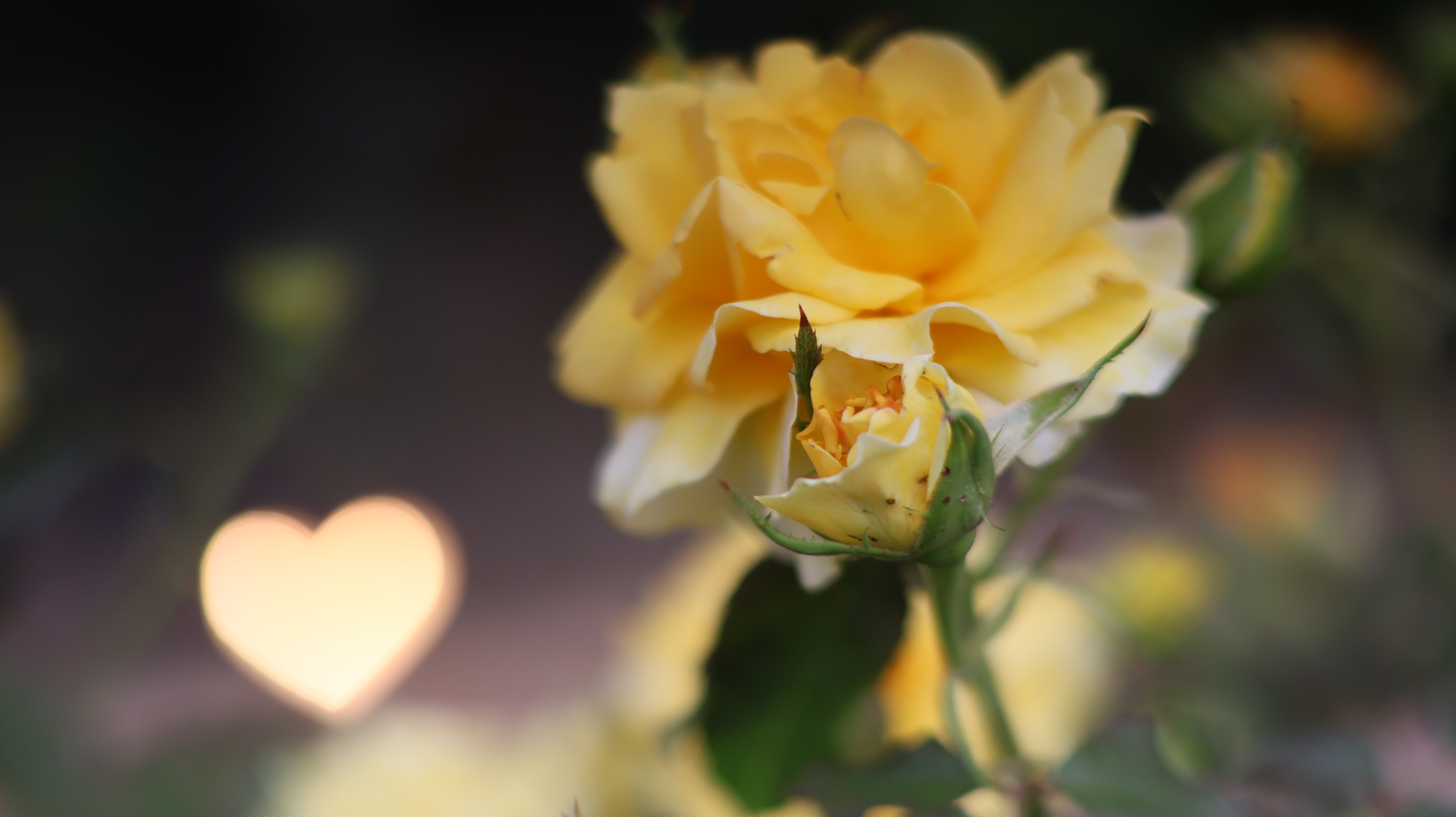 栃木県足利市のあしかがフラワーパークの花々