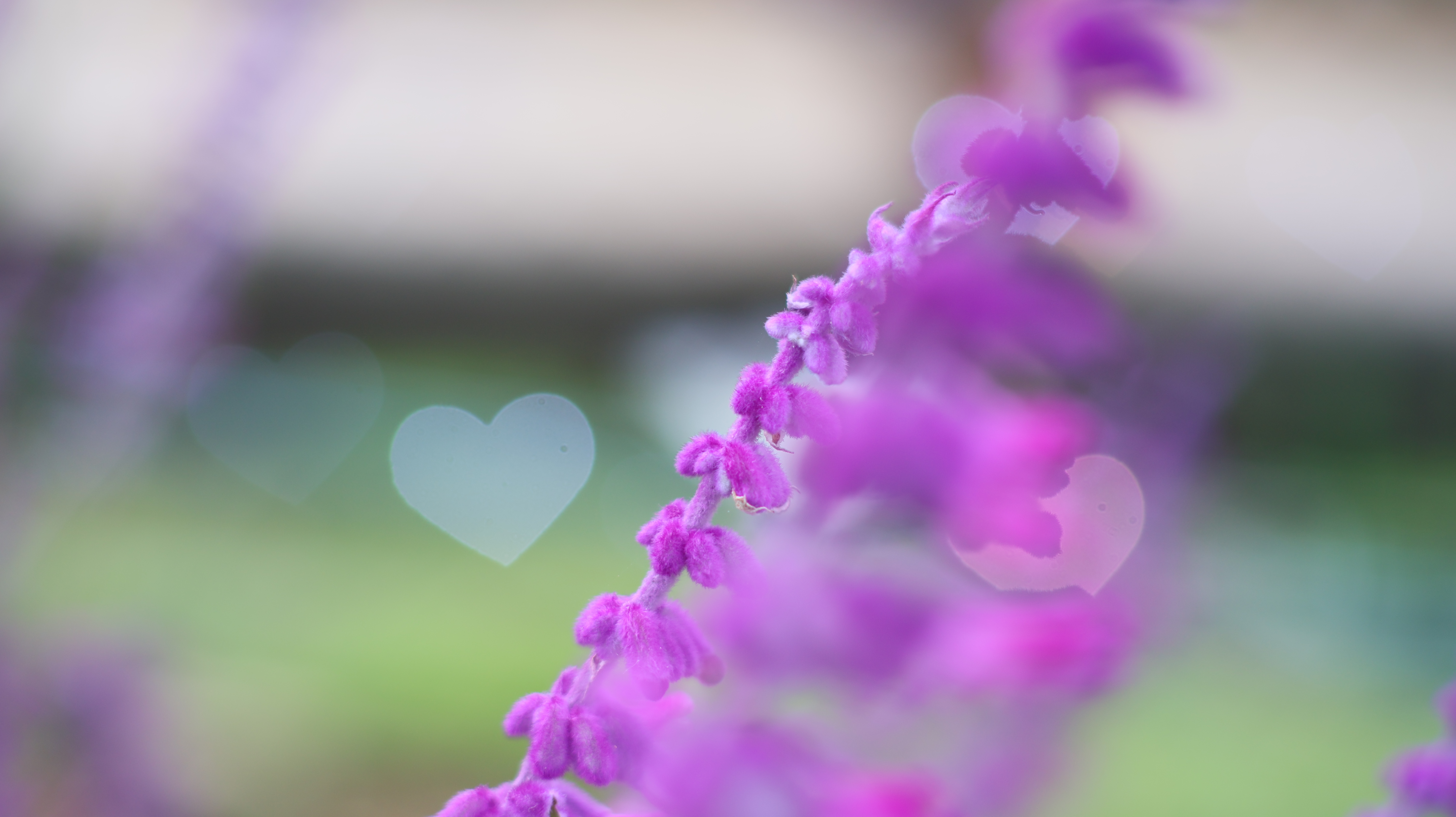 栃木県足利市のあしかがフラワーパークの花々
