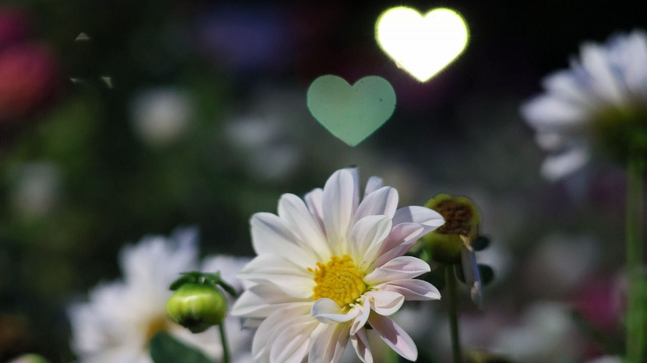 群馬県太田市の太田市運動の風鈴と花