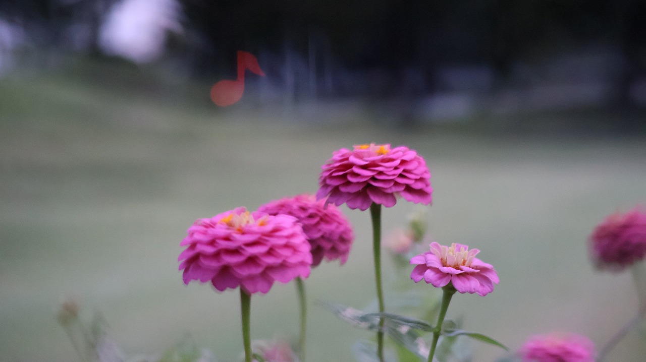 群馬県太田市の太田市運動の風鈴と花