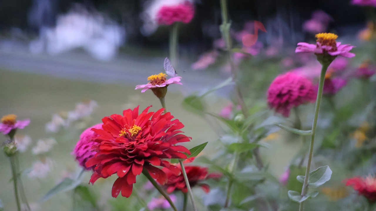 群馬県太田市の太田市運動の風鈴と花