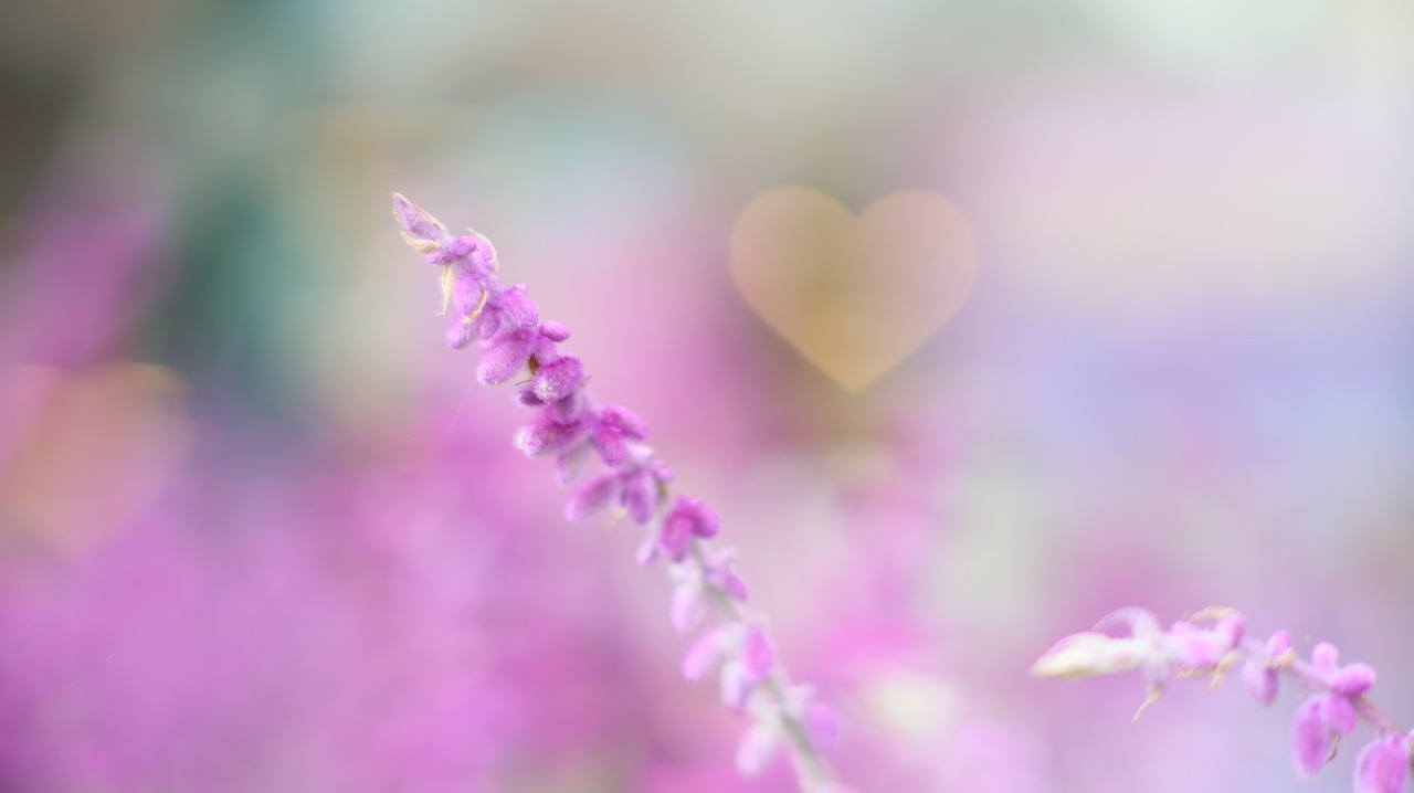 栃木県足利市のあしかがフラワーパーク