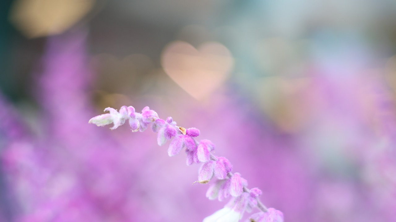 栃木県足利市のあしかがフラワーパーク