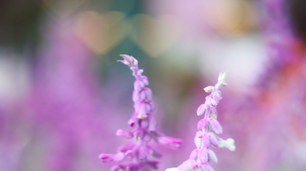 栃木県足利市のあしかがフラワーパーク