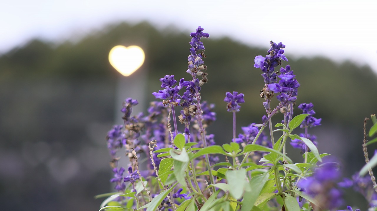 栃木県足利市のあしかがフラワーパーク