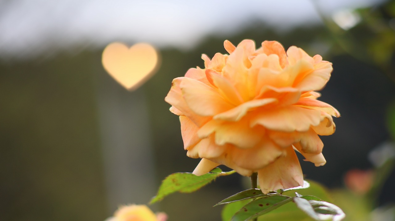 栃木県足利市のあしかがフラワーパーク