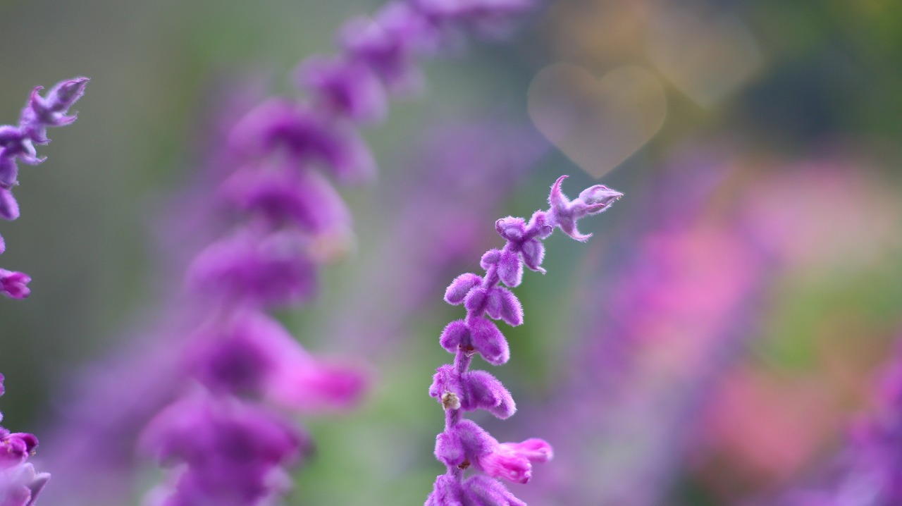 栃木県足利市のあしかがフラワーパーク