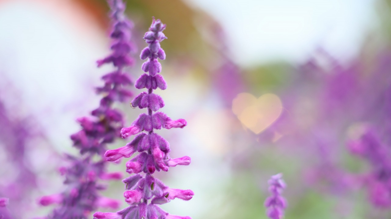 栃木県足利市のあしかがフラワーパーク