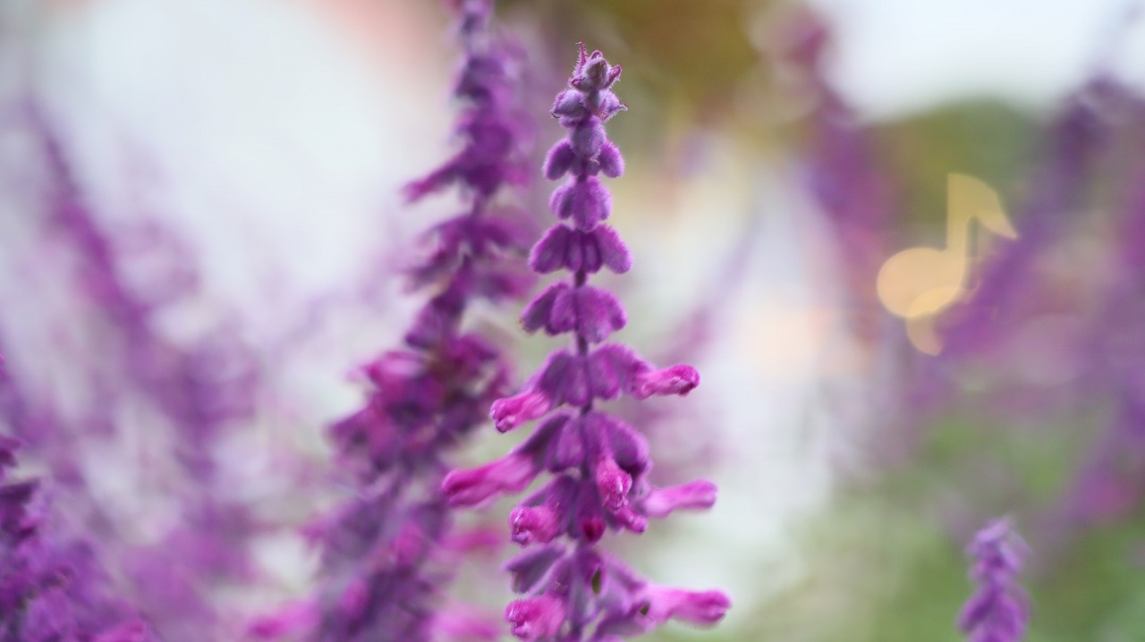 栃木県足利市のあしかがフラワーパーク