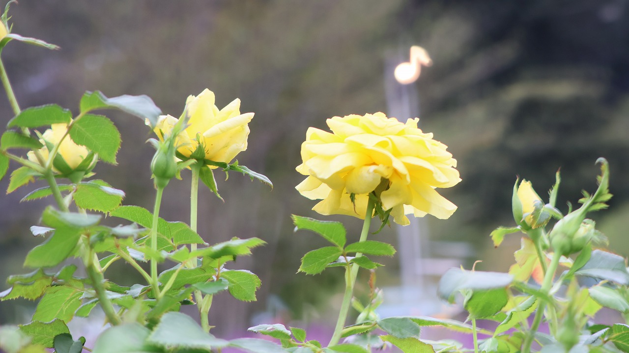 栃木県足利市のあしかがフラワーパーク