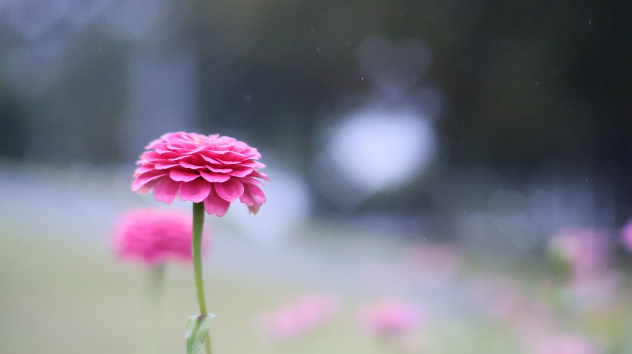 群馬県太田市の太田市運動公園の風鈴と花