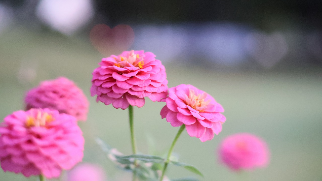群馬県太田市の太田市運動公園の風鈴と花
