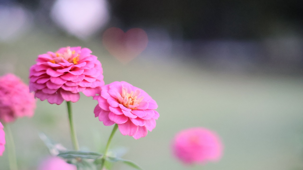 群馬県太田市の太田市運動公園の風鈴と花