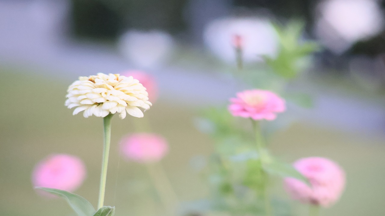 群馬県太田市の太田市運動公園の風鈴と花