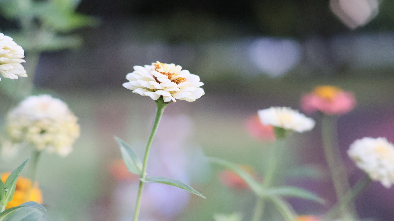 群馬県太田市の太田市運動公園の風鈴と花