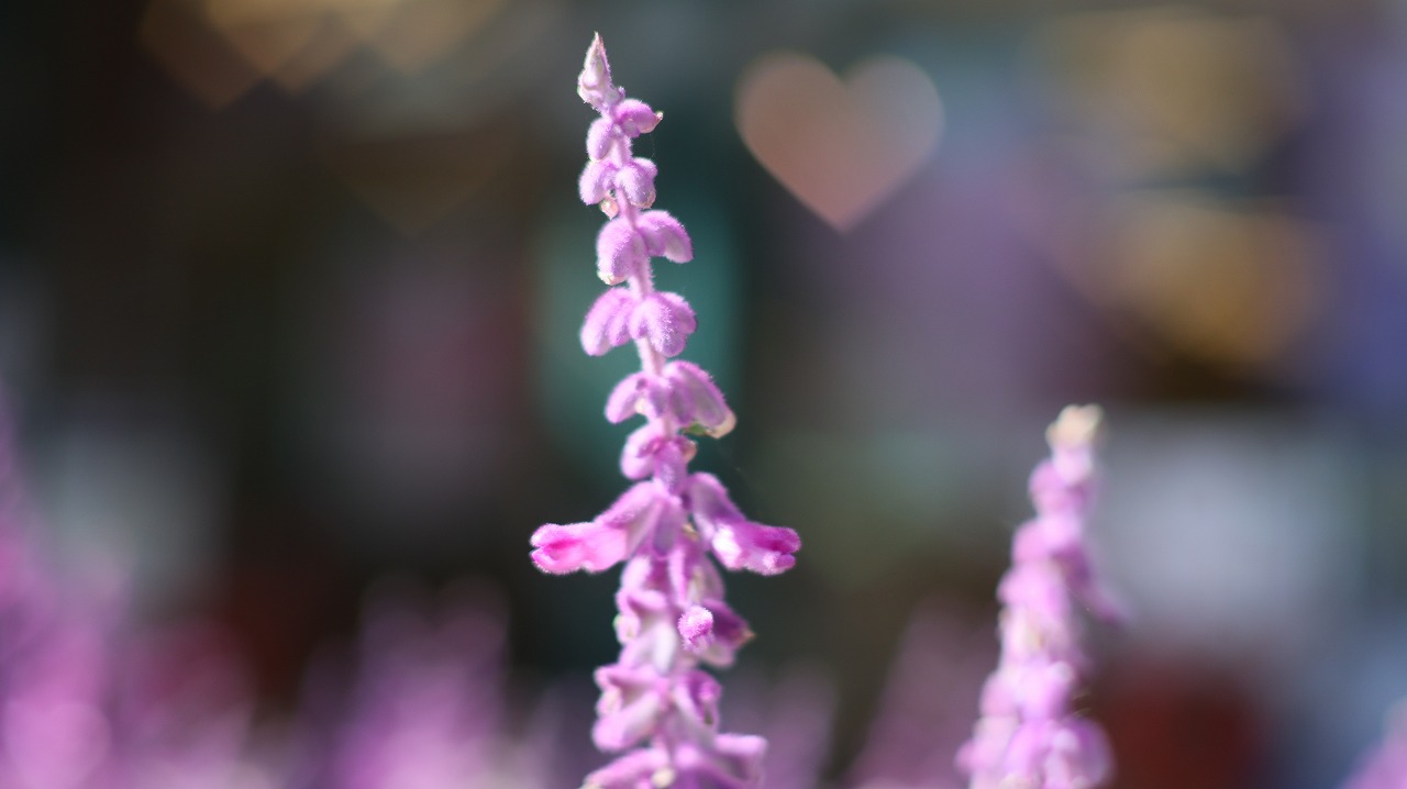 栃木県足利市のあしかがフラワーパークの花々