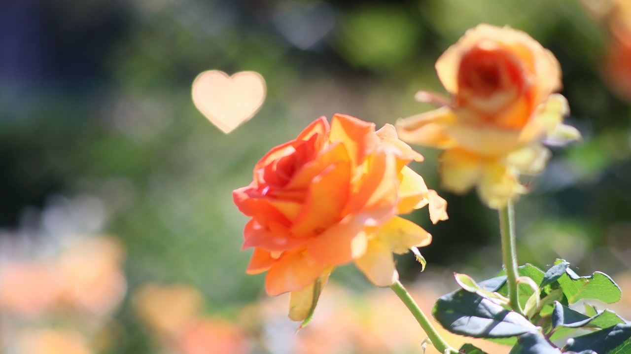 栃木県足利市のあしかがフラワーパークの花々