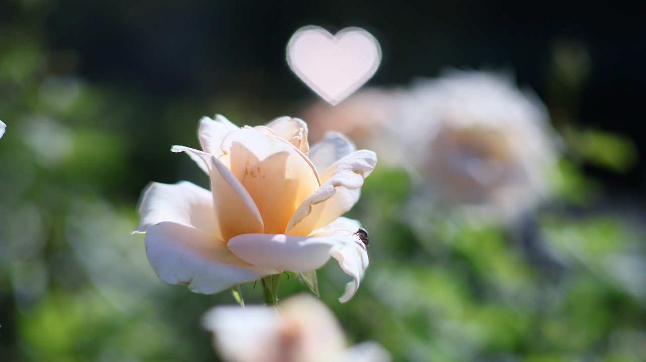 栃木県足利市のあしかがフラワーパークの花々