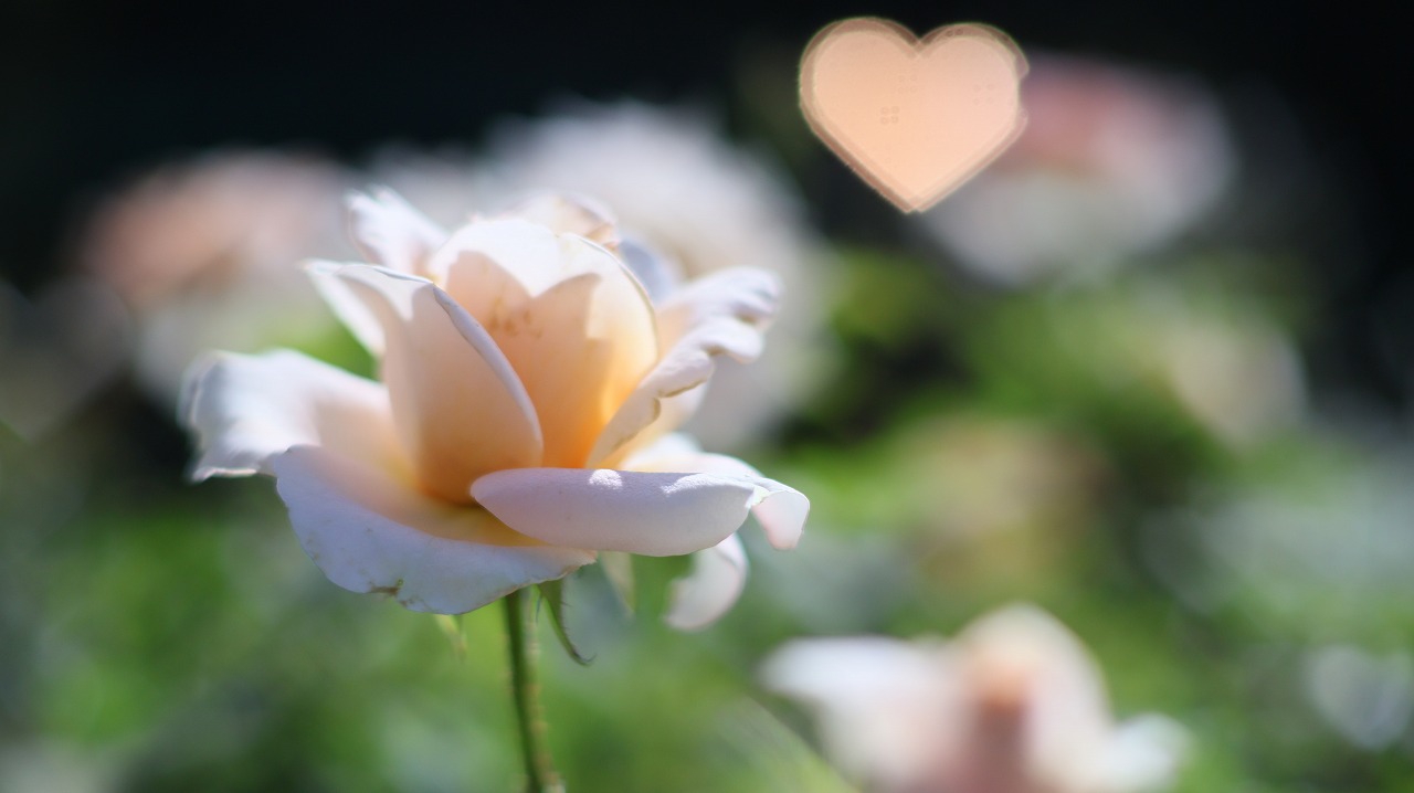 栃木県足利市のあしかがフラワーパークの花々