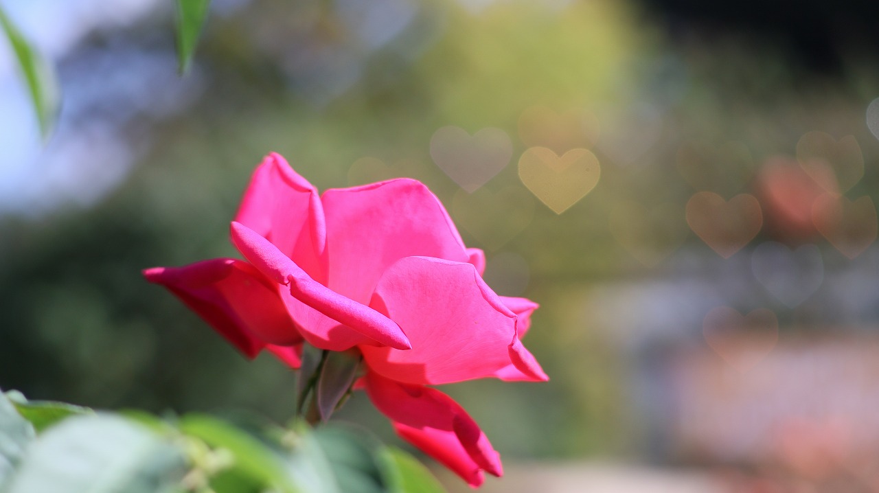 栃木県足利市のあしかがフラワーパークの花々