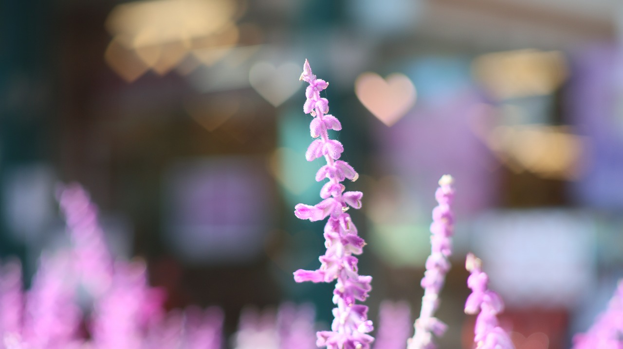 栃木県足利市のあしかがフラワーパークの花々