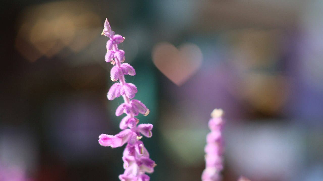 栃木県足利市のあしかがフラワーパークの花々