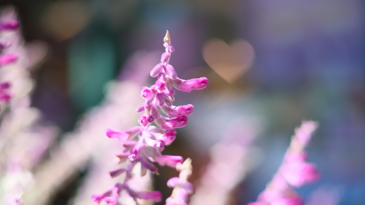 栃木県足利市のあしかがフラワーパークの花々