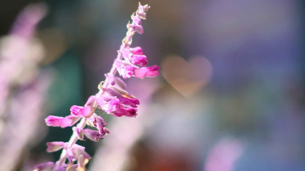 栃木県足利市のあしかがフラワーパークの花々