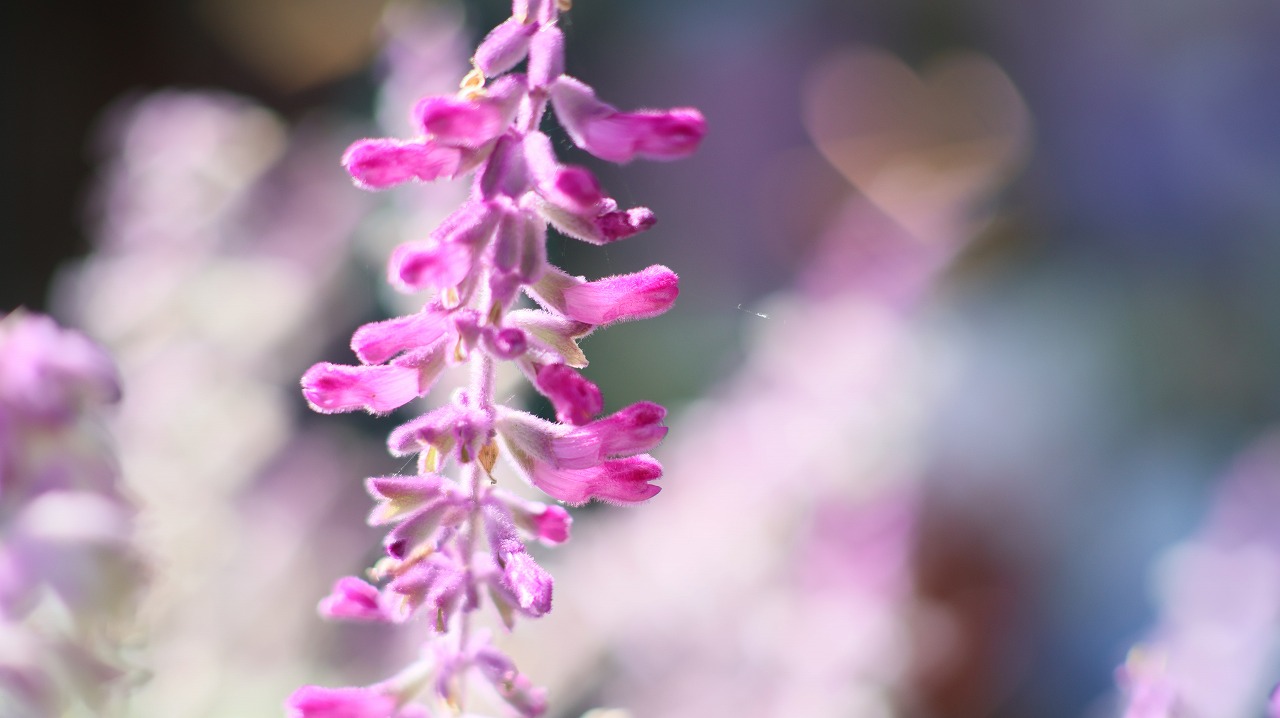 栃木県足利市のあしかがフラワーパークの花々