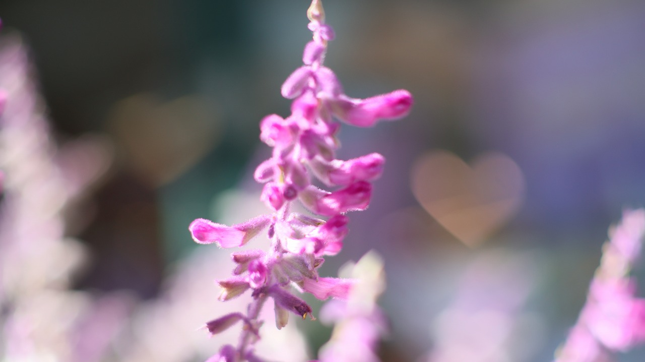 栃木県足利市のあしかがフラワーパークの花々