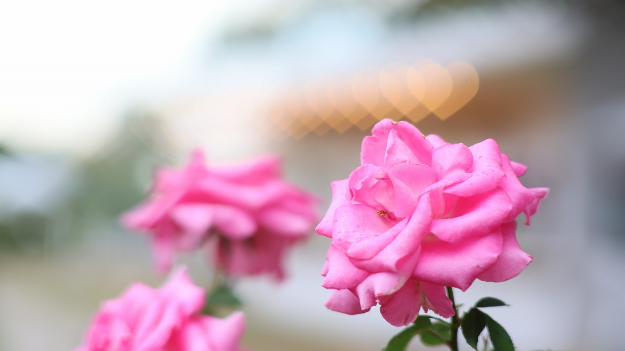 栃木県足利市のあしかがフラワーパークのイルミネーション