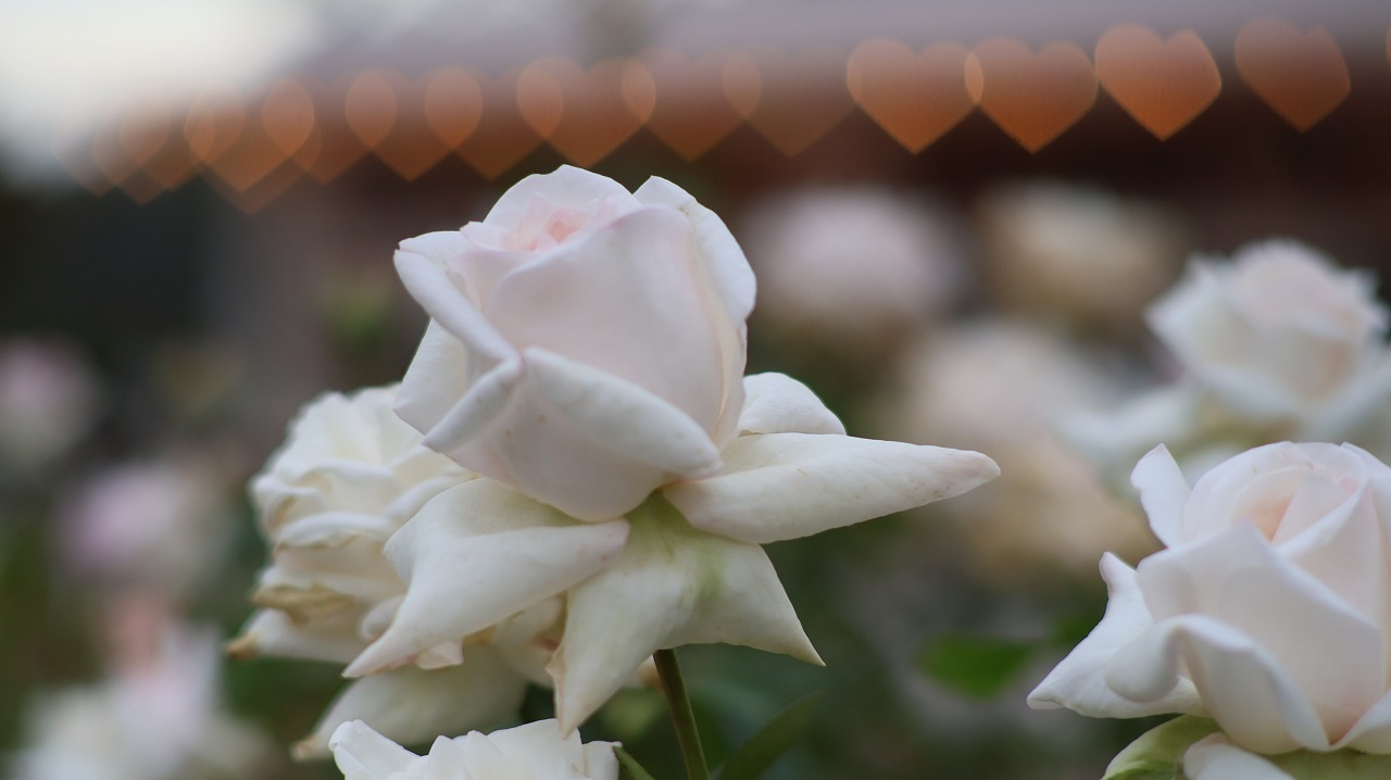 栃木県足利市のあしかがフラワーパークのイルミネーション