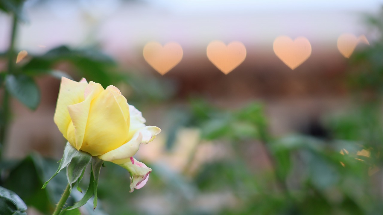 栃木県足利市のあしかがフラワーパークのイルミネーション
