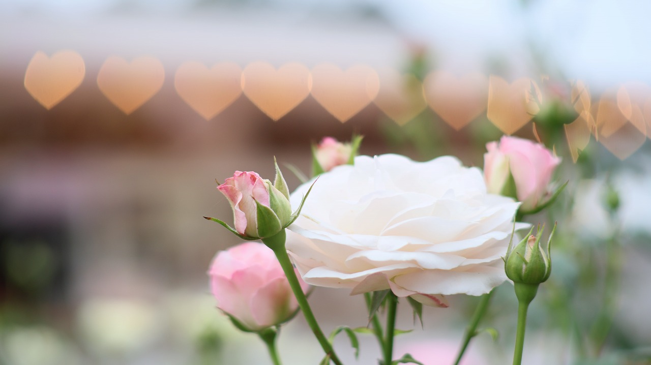 栃木県足利市のあしかがフラワーパークのイルミネーション