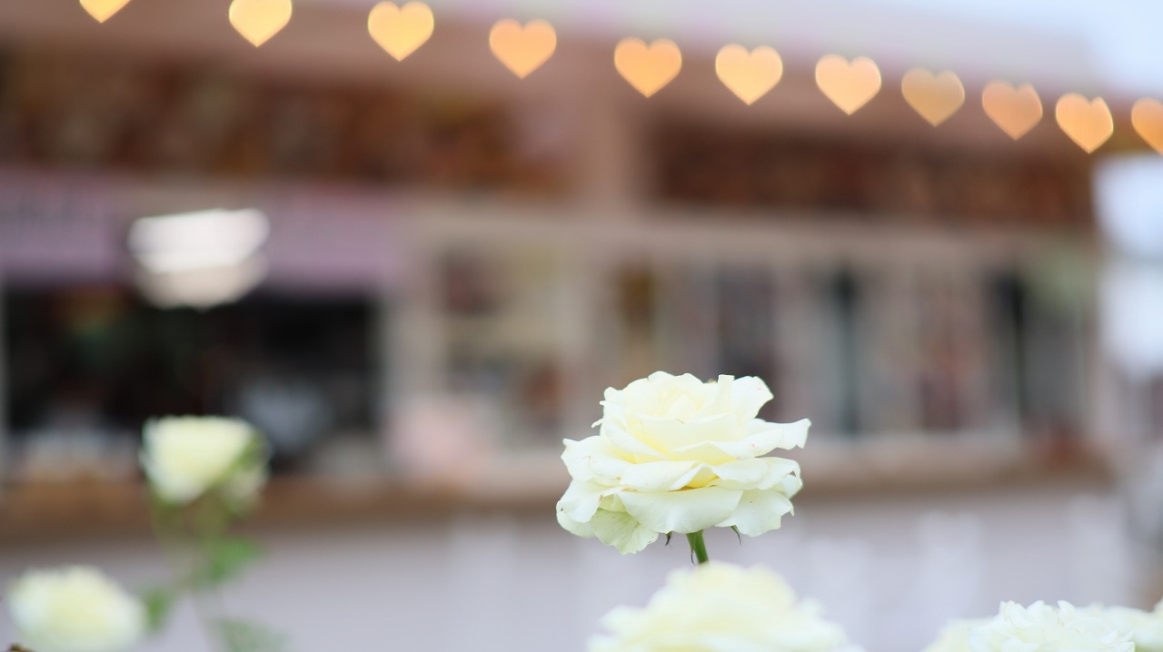 栃木県足利市のあしかがフラワーパークのイルミネーション