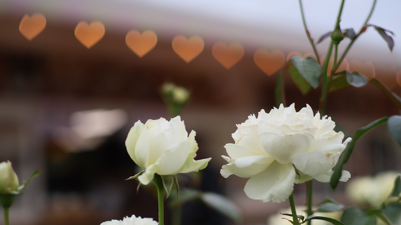 栃木県足利市のあしかがフラワーパークのイルミネーション