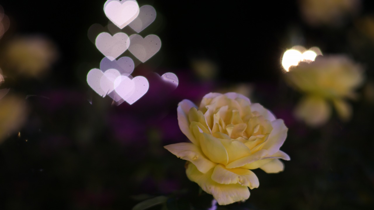 栃木県足利市のあしかがフラワーパークのイルミネーション