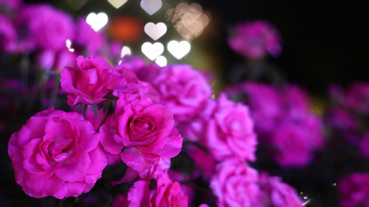 栃木県足利市のあしかがフラワーパークのイルミネーション