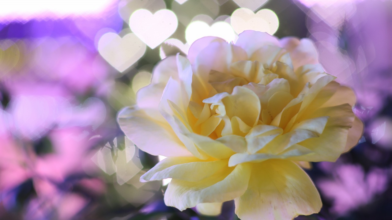 栃木県足利市のあしかがフラワーパークのイルミネーション