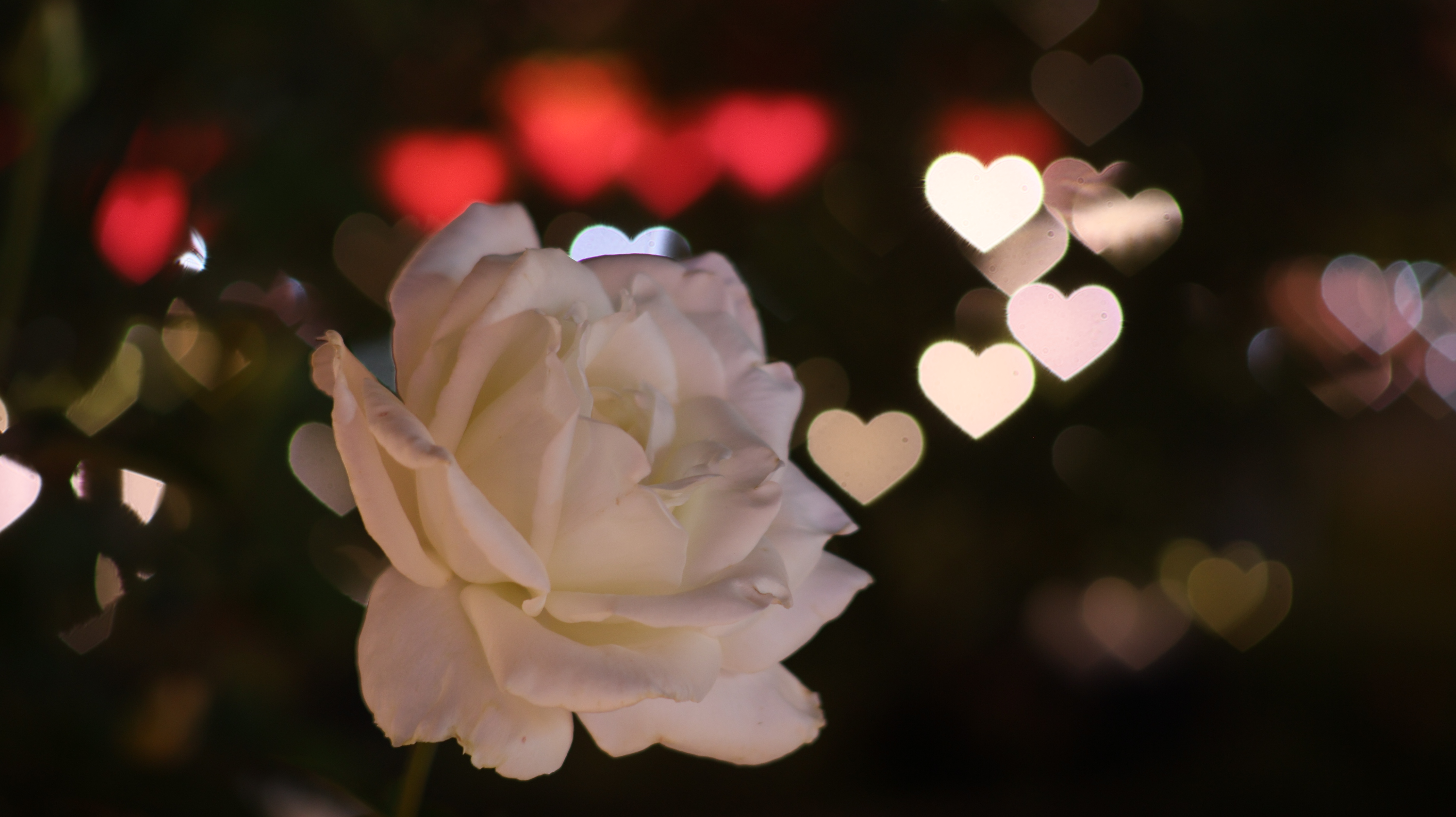 栃木県足利市のあしかがフラワーパークのイルミネーション