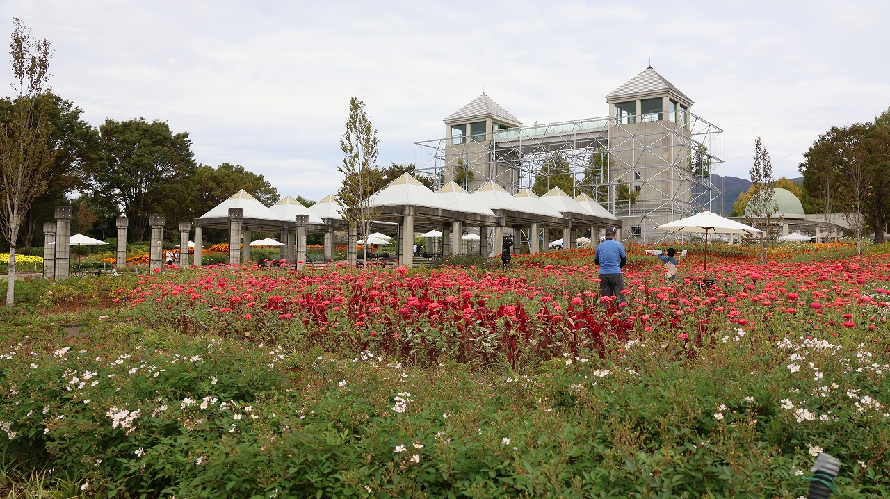 群馬県前橋市の群馬フラワーパークの花々
