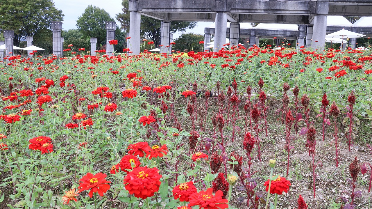 群馬県前橋市の群馬フラワーパークの花々
