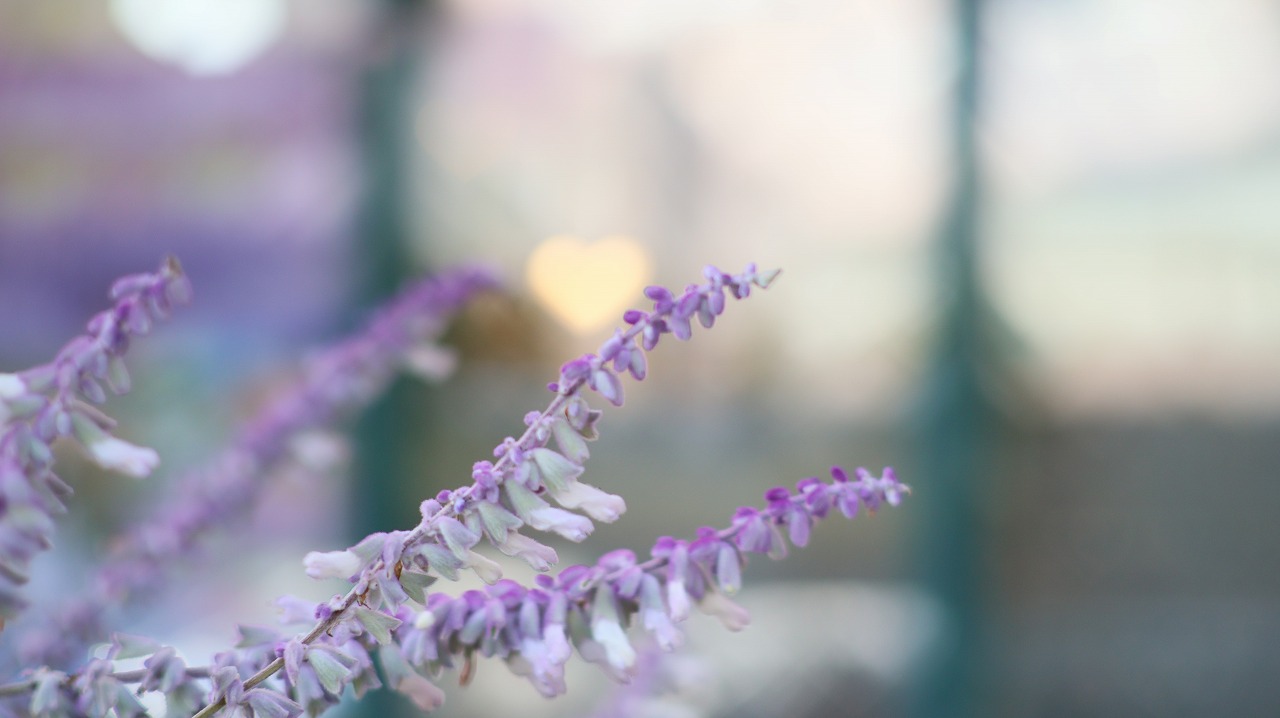 栃木県足利市のあしかがフラワーパークの花々
